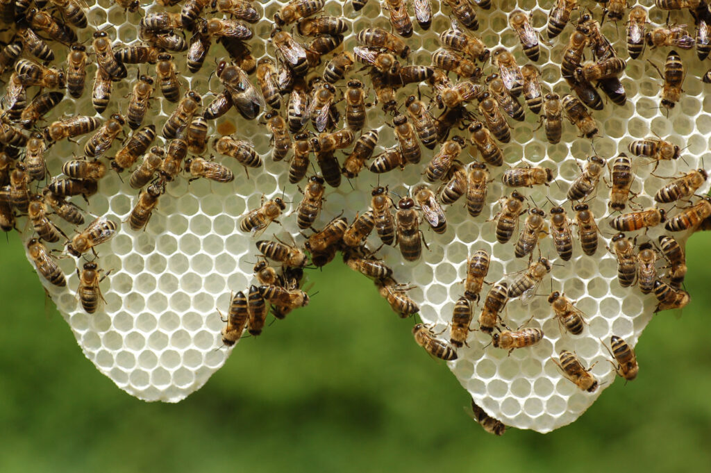Biene Naturwabenbau